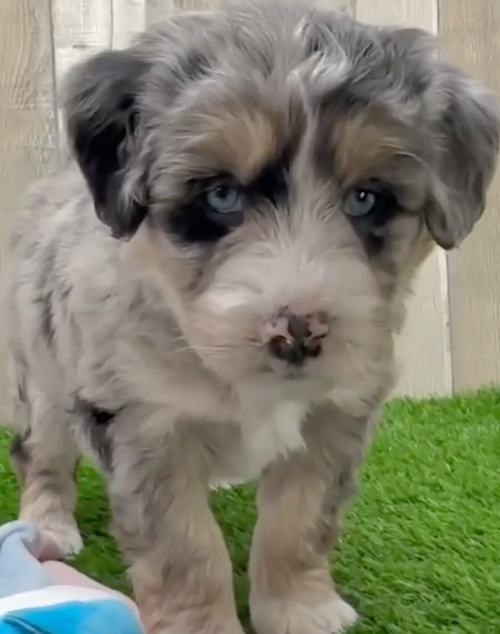 merle mini huskydoodle with blue eyes